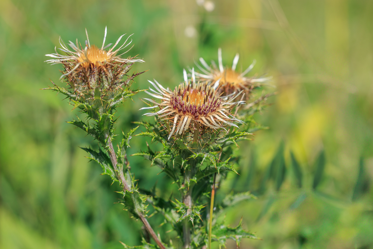 Golddistel [Carlina vulgaris]