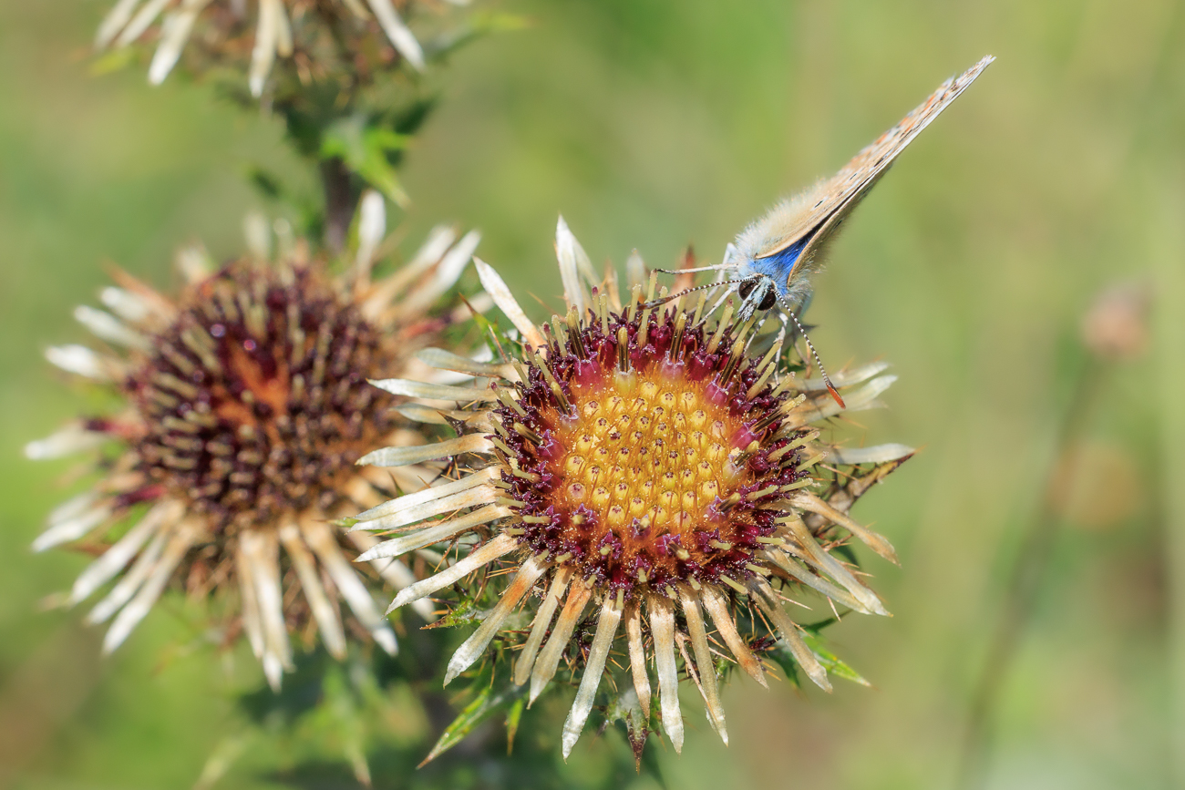 Himmelblauer Bläuling [Lysandra ballargus] auf Golddistel [Carlina vulgaris]