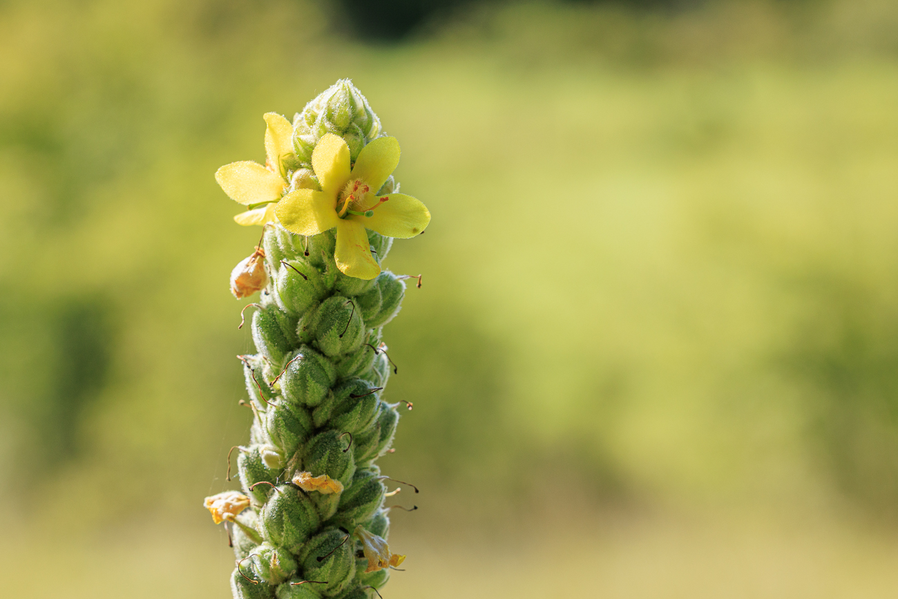 Dichtblütige Königskerze [Verbascum densiflorum]