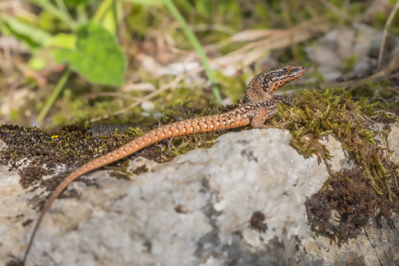 Mauereidechse [Podarcis muralis]