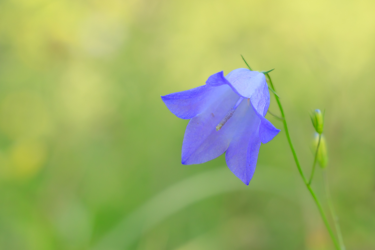 Rautenblättrige Glockenblume [Campanula rhomboidalis]