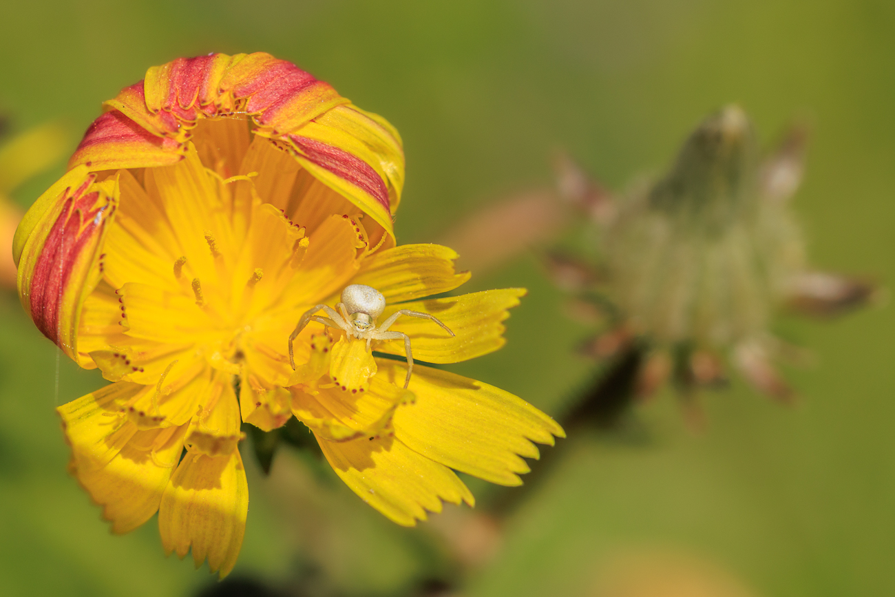 Gemeines Bitterkraut [Picris hieracioidis] mit Krabbenspinne [Thomisidae]