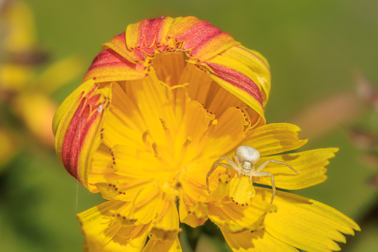 Gemeines Bitterkraut [Picris hieracioidis] mit Krabbenspinne [Thomisidae]