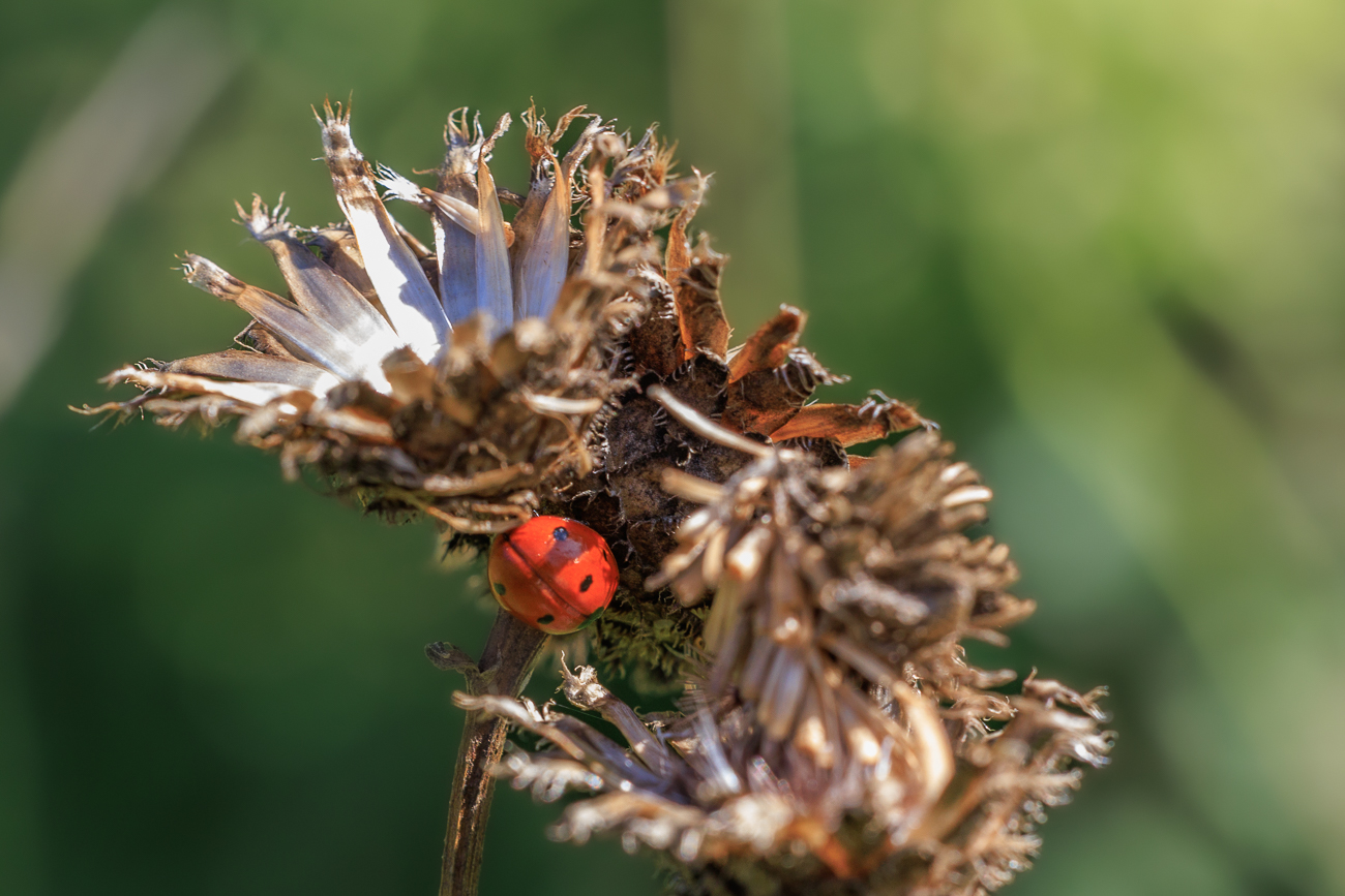 Marienkäfer auf Golddistel