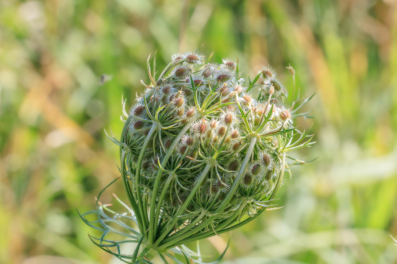 Wilde Möhre [Daucus carota]