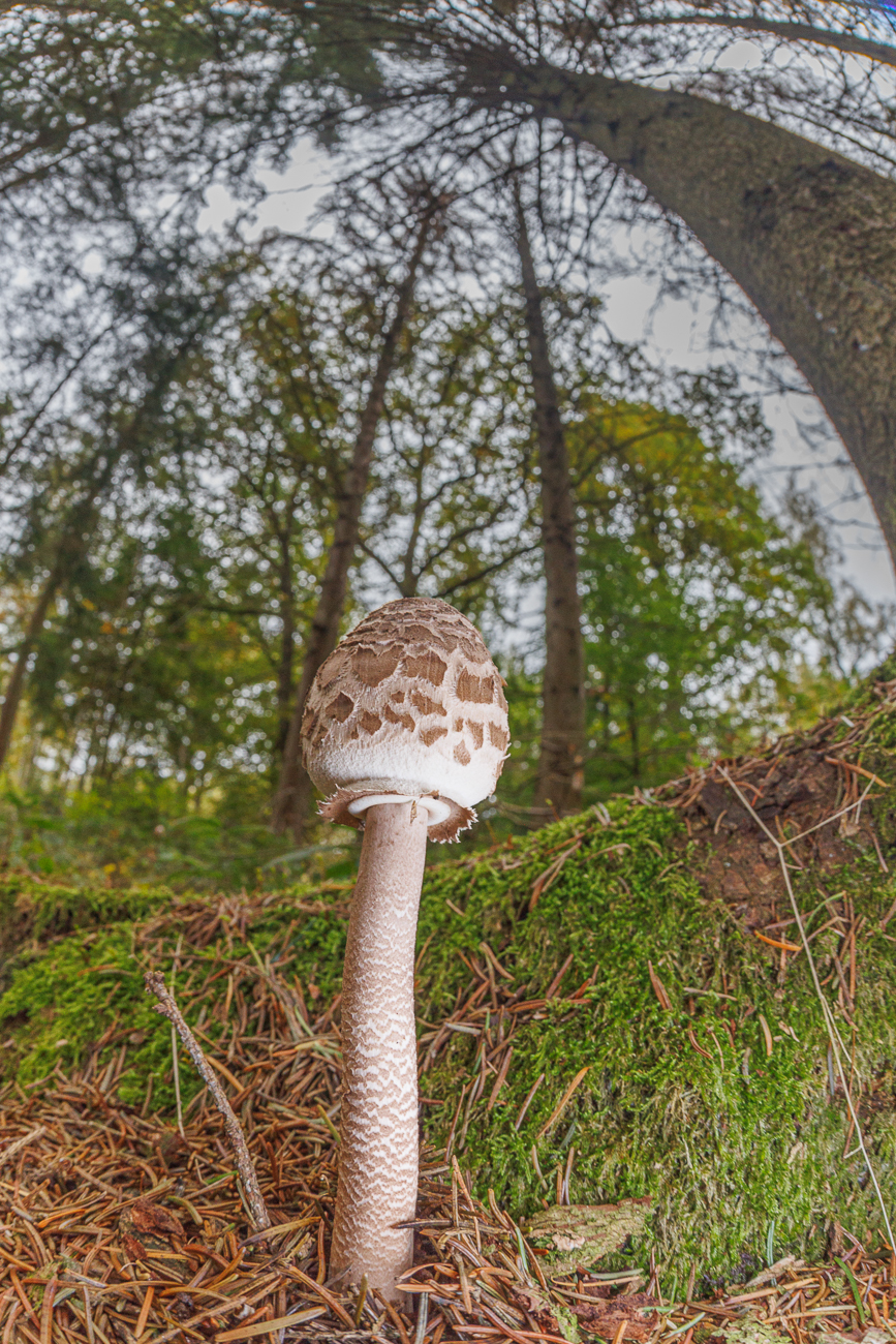 Gemeiner Riesenschirmling (Parasol oder Riesenschirmpilz) [Macrolepiota procera]