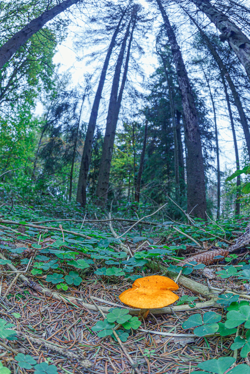 Mir unbekannter Pilz ...