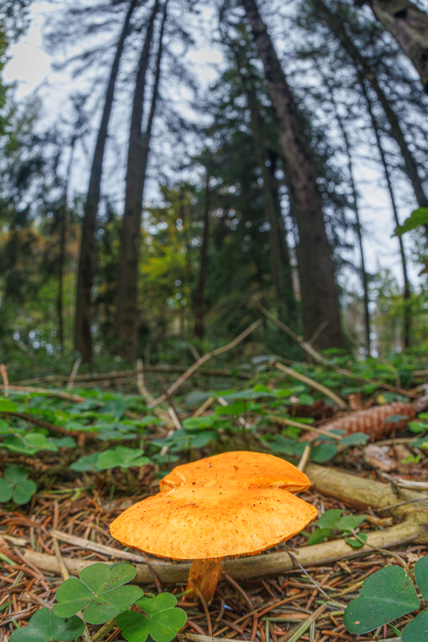... sieht aber schön aus