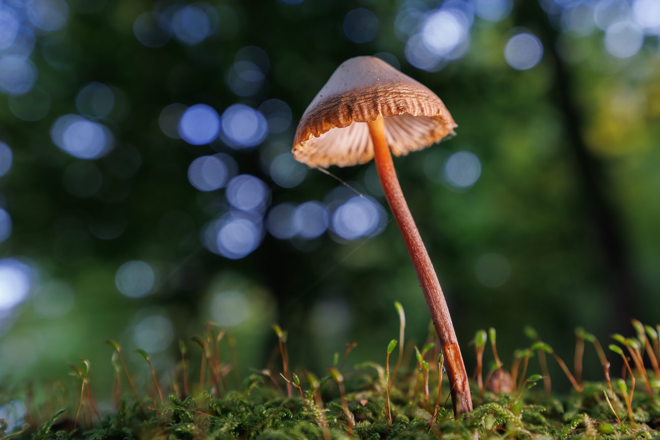 ... meine Opfer waren meist Helmlinge