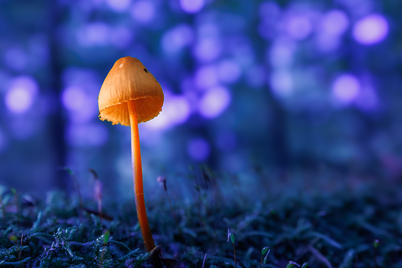 Variation des Weißabgleichs