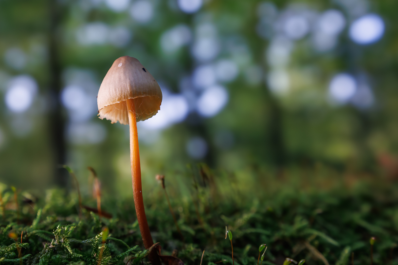 Variation des Weißabgleichs