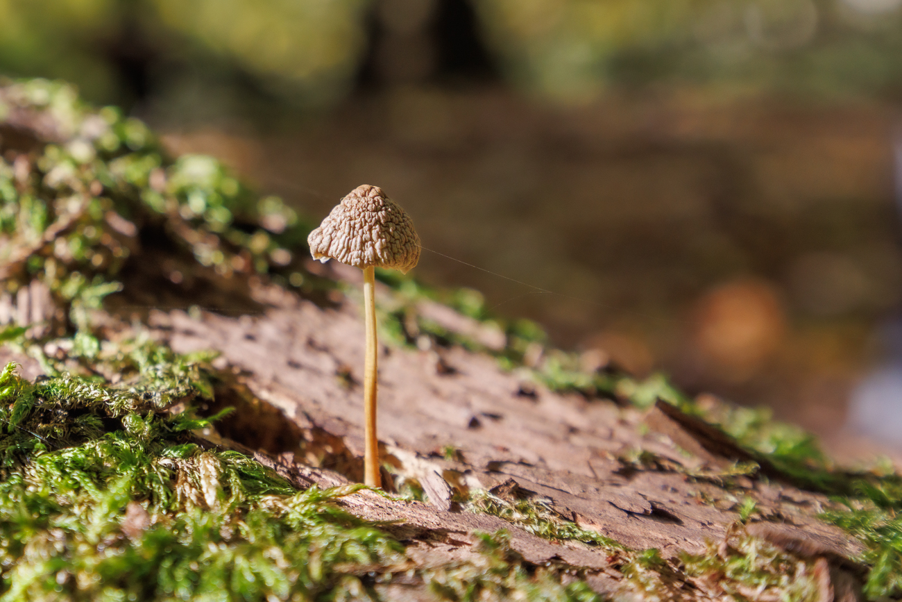 Der Hut dieses Exemplars misst nur ca. 10 Millimeter im Durchmesser