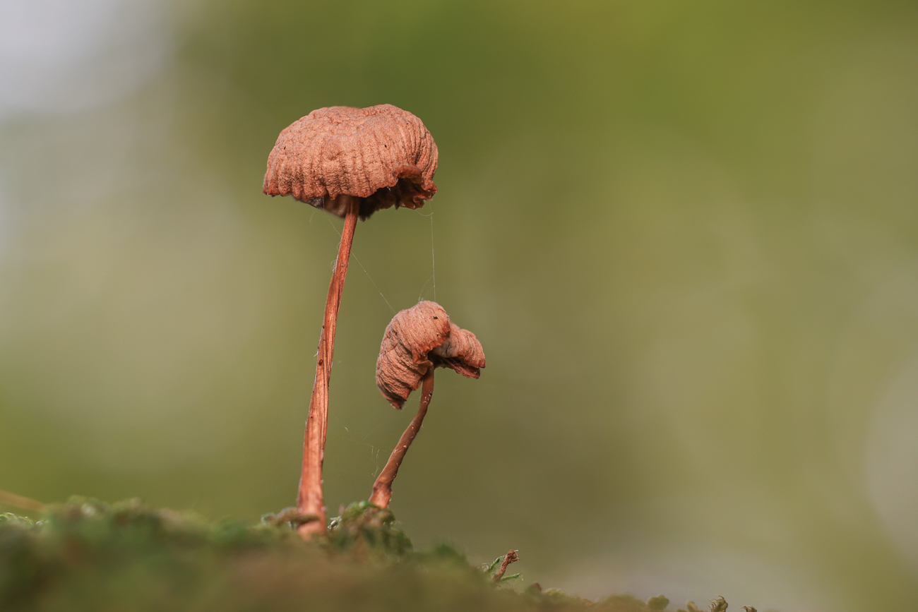 Stack mit 30 Bildern