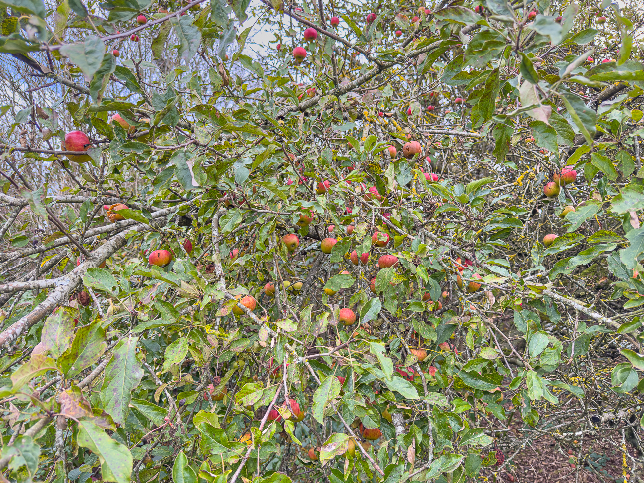 Die Bäume hängen voller Äpfel ...