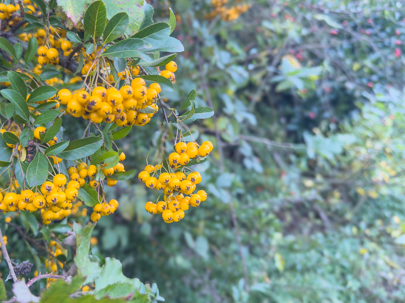Feuerdorn [Pyracantha crenulata]