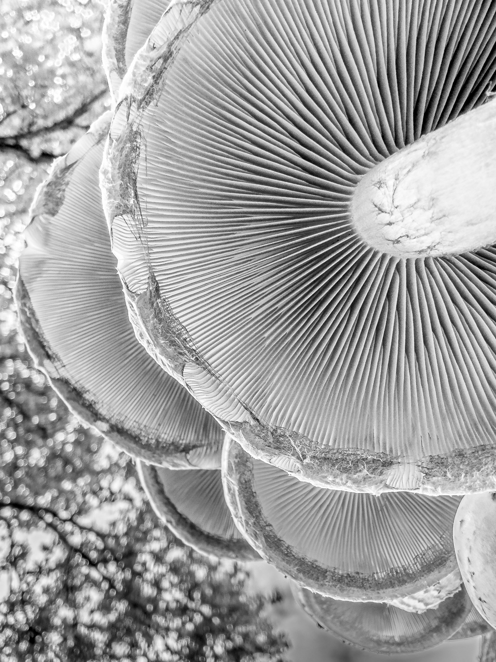 ... hier in schwarz-weiß