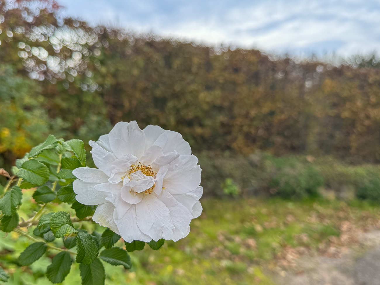 Kartoffel-Rose [Rosa rugosa]