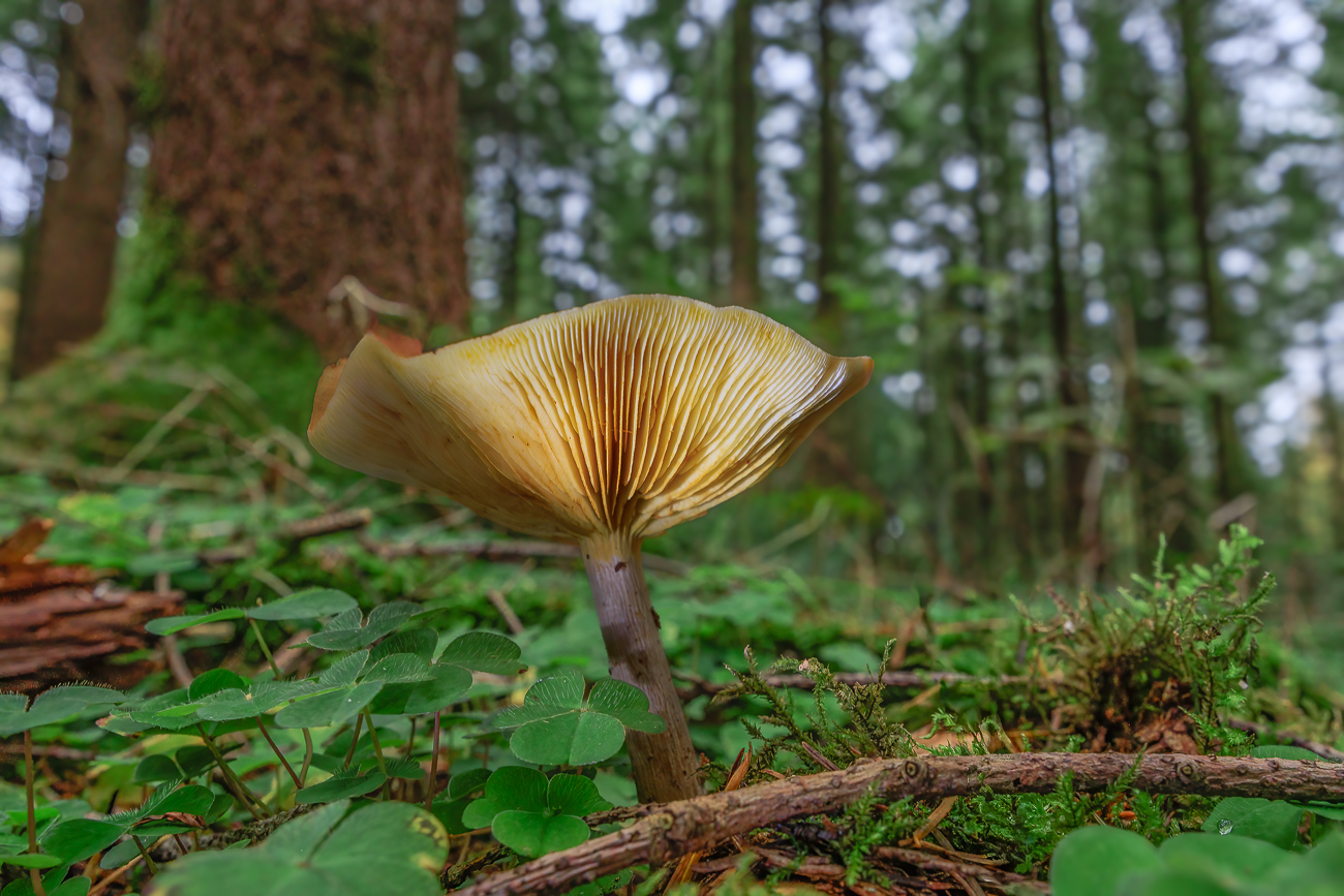 Lamellen der Pilzunterseite