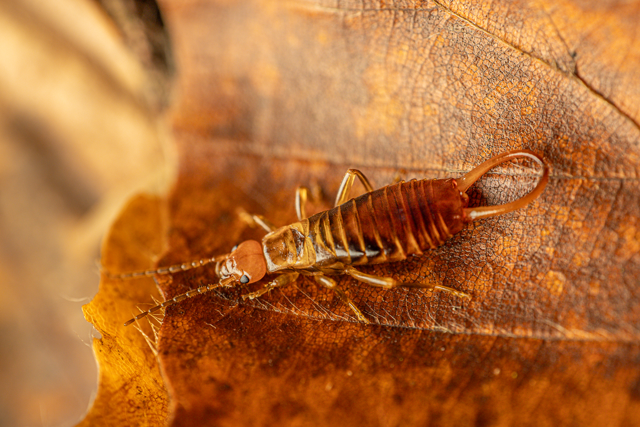 Gemeiner Ohrwurm [Forficula auricularia]