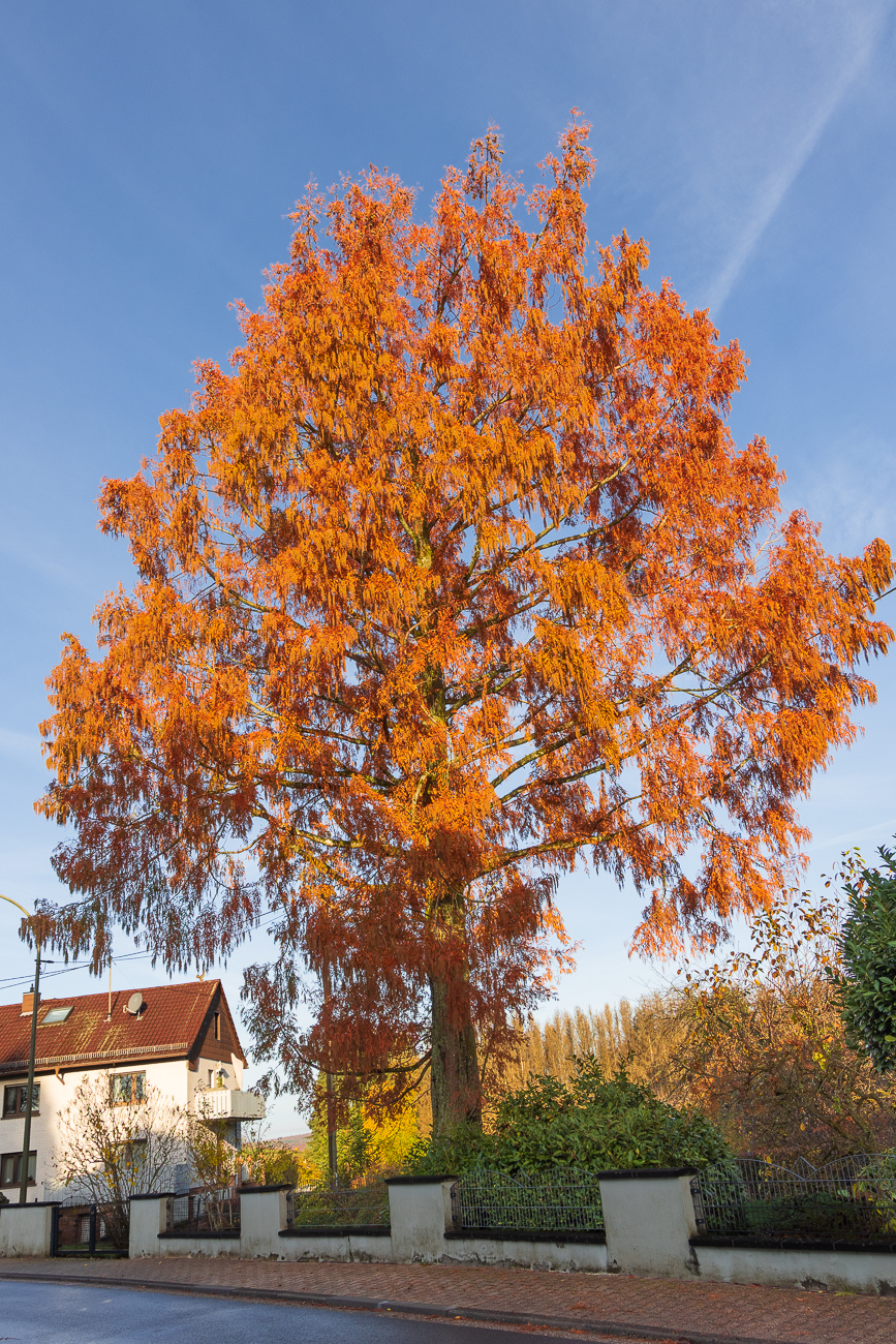 Sch&ouml;ne herbstliche Farben