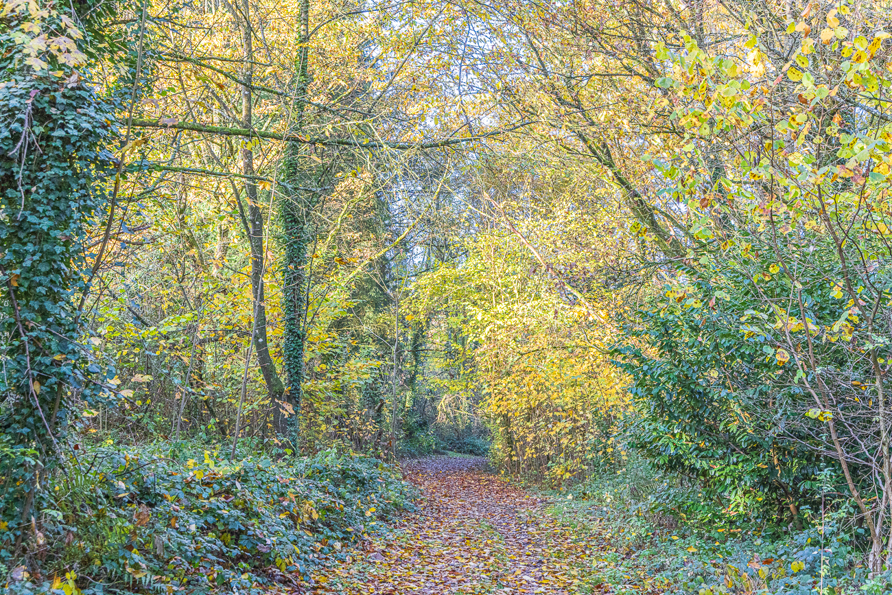 Auch im Wald leuchten die Bl&auml;tter