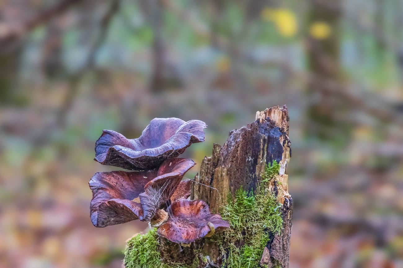 Pilze auf Baumstumpf