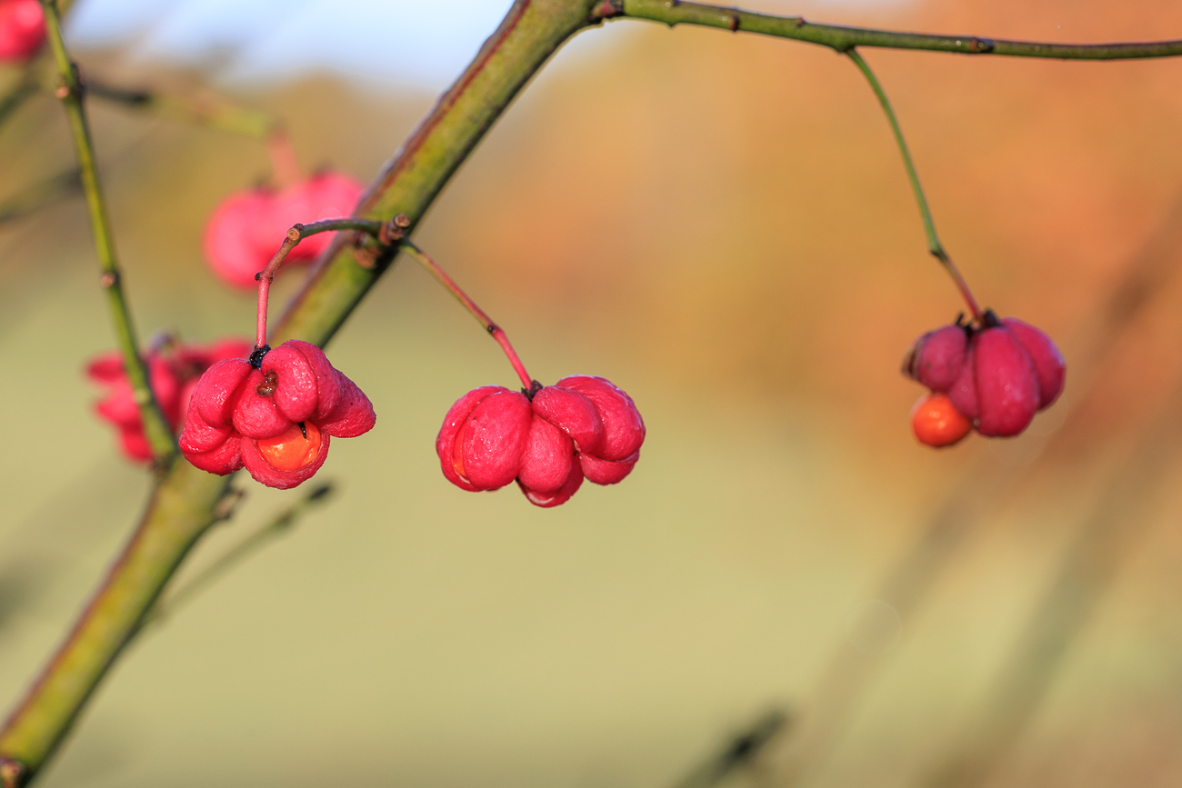 Gew&ouml;hnliches Pfaffdenh&uuml;tchen [Euonymus europaeus]