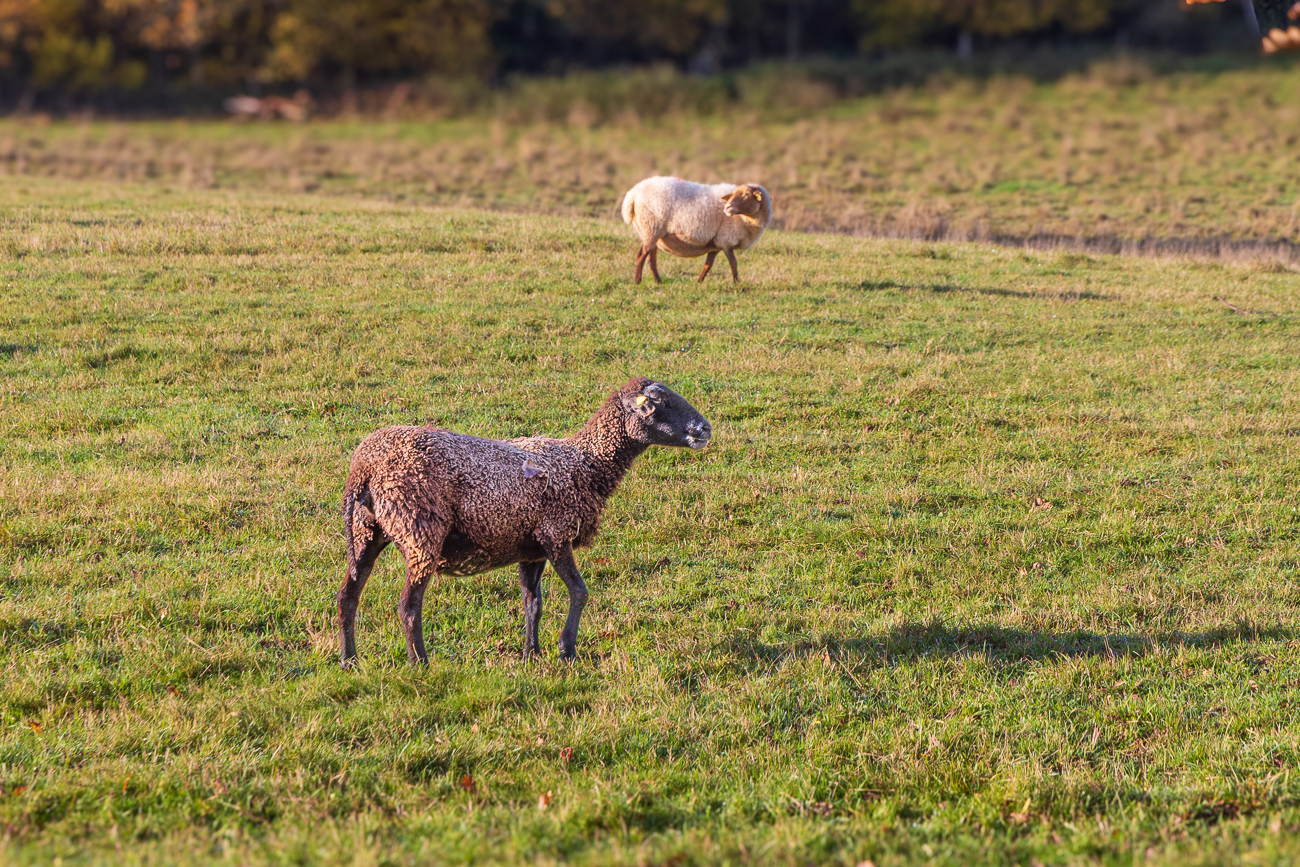 Schafe auf der Weide