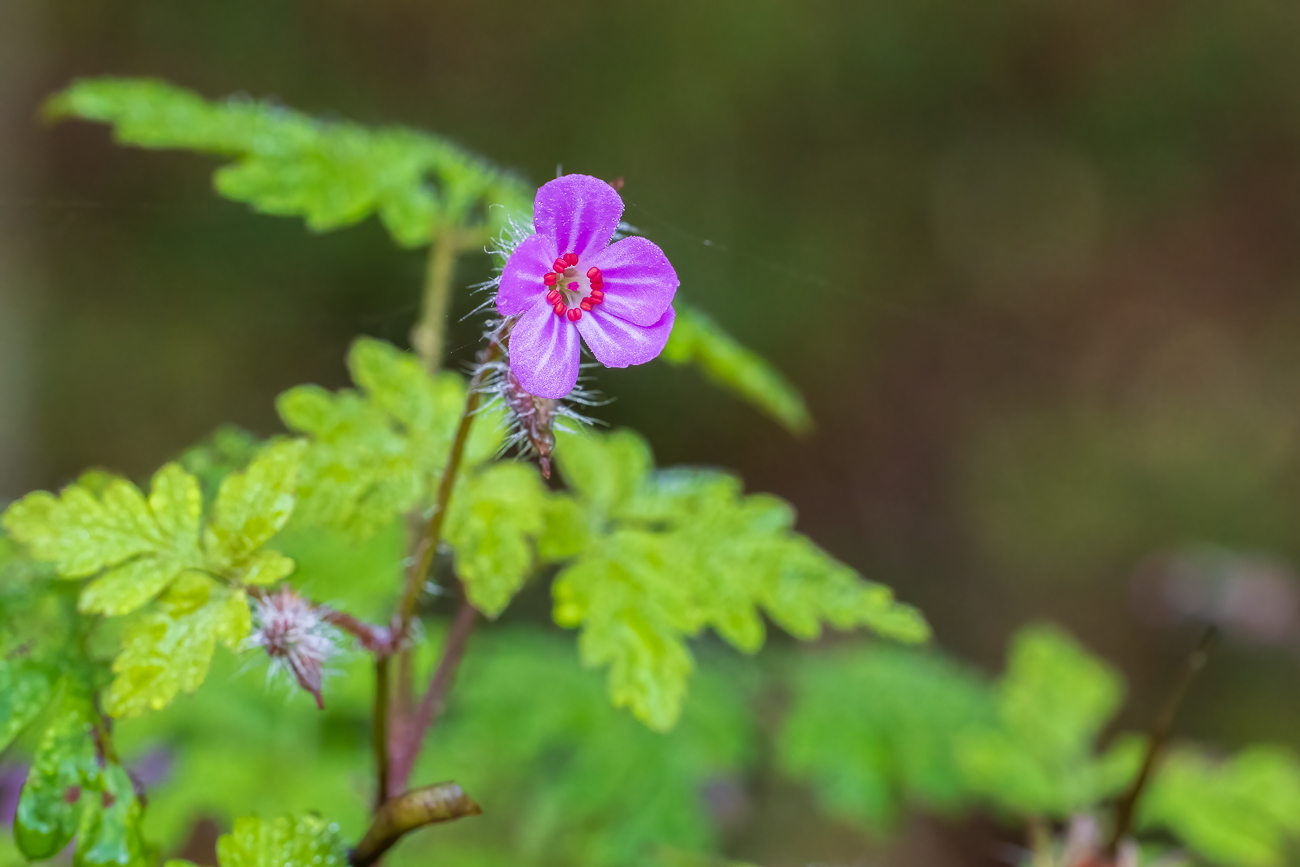 Stinkender Storchschnabel [Geranium robertianum]
