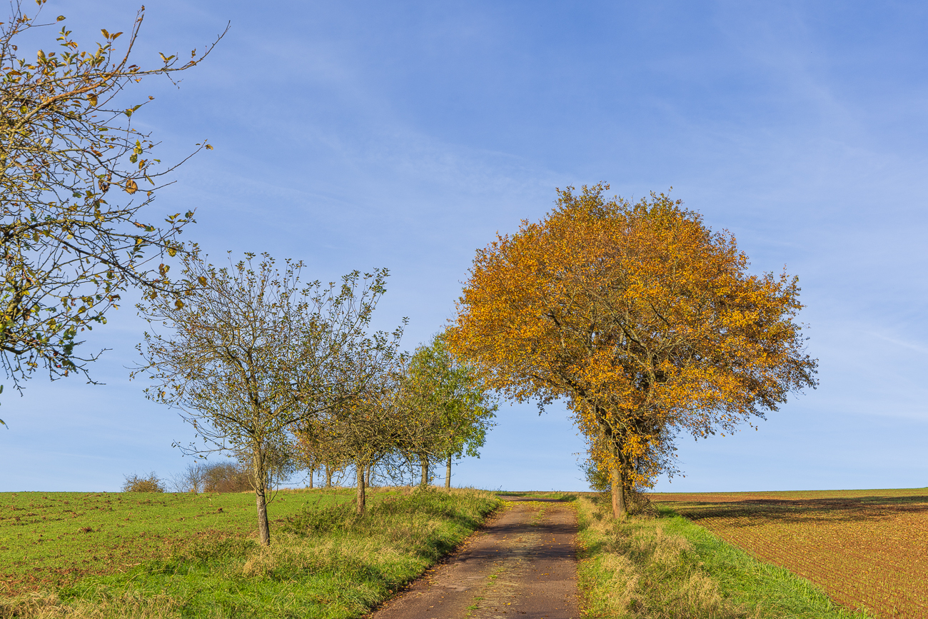 Feldweg mit Obstb&auml;umen
