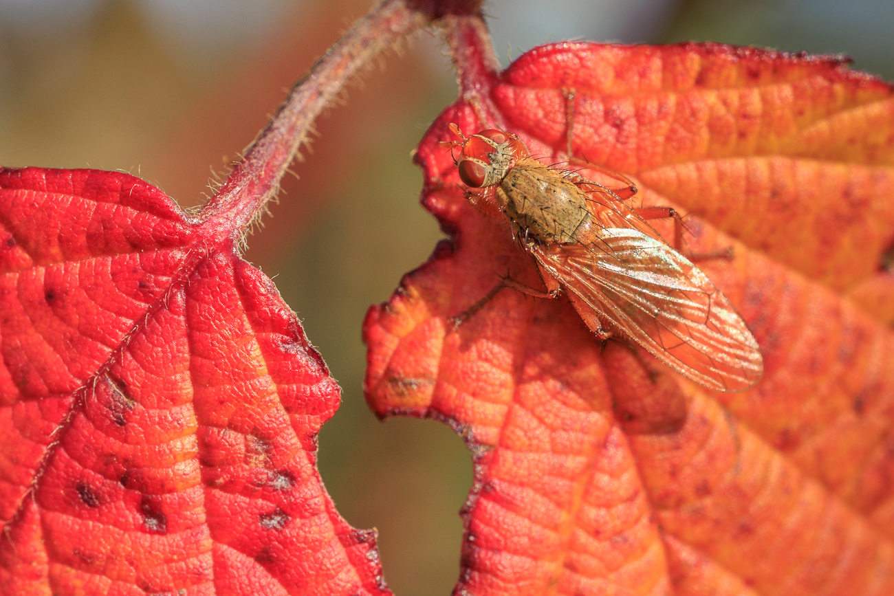 Fliege auf Brombeerblatt