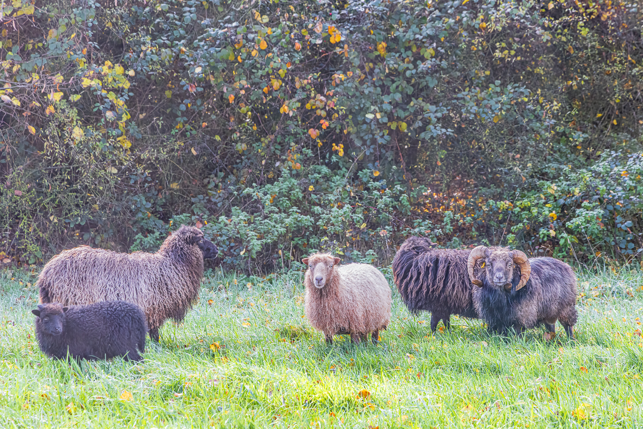 Schafe auf der Weide