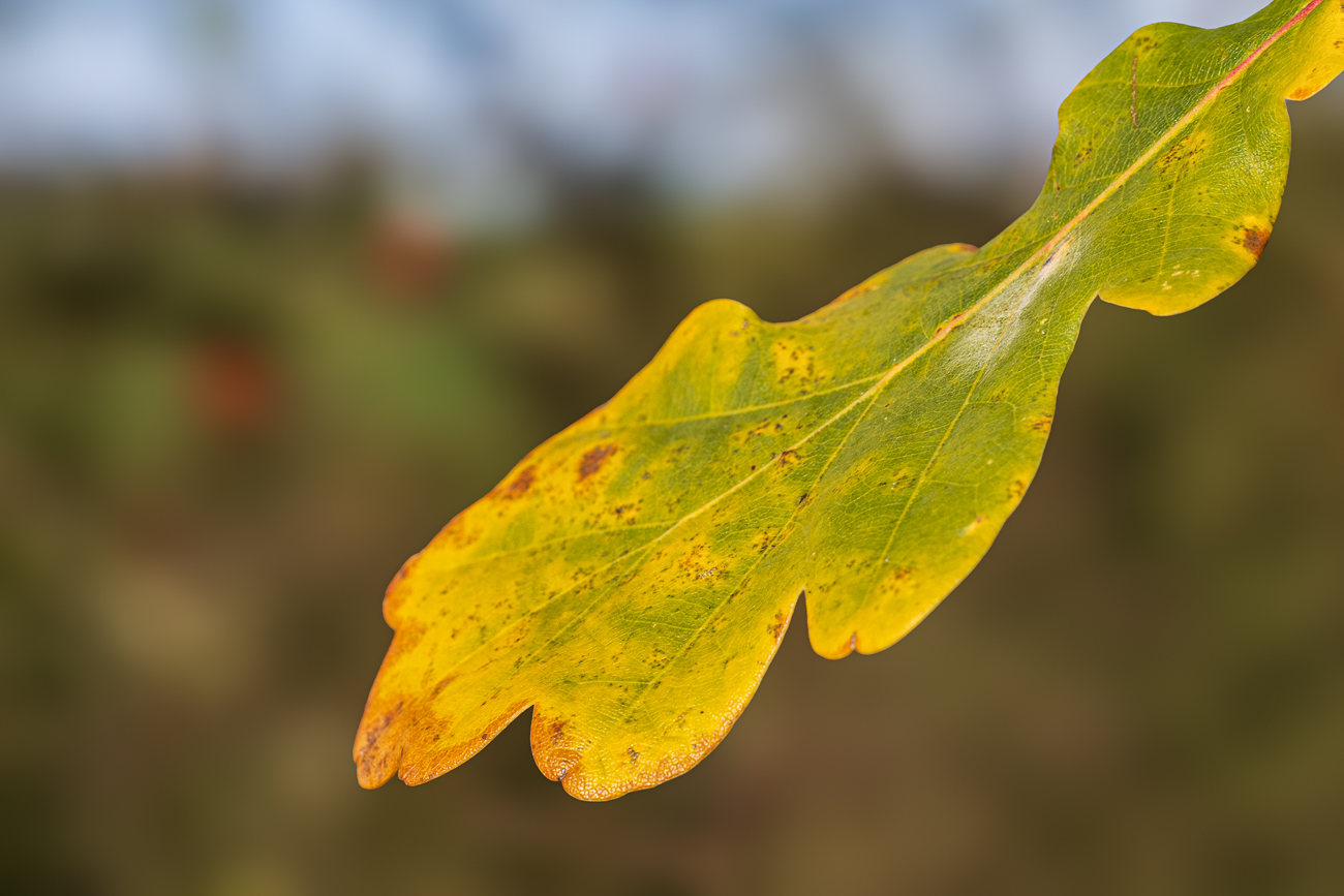 Gew&ouml;hnliche Bastard-Eiche [Quercus x rosacea]
