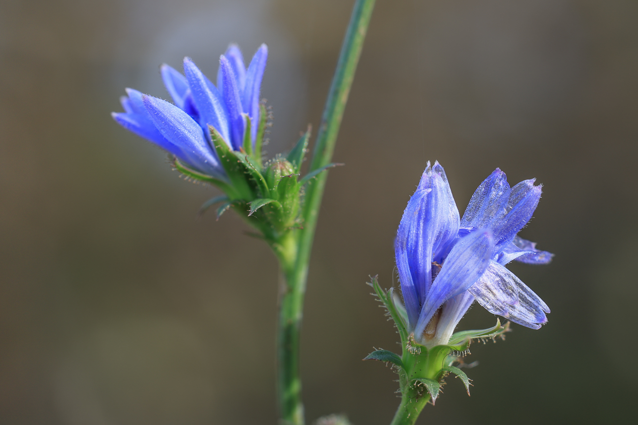 Wegwarte [Cichorium endivia]