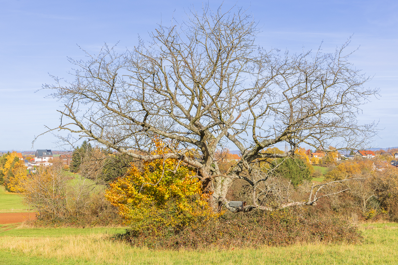 Entlaubter Baum mit herbstlichem Nachbar