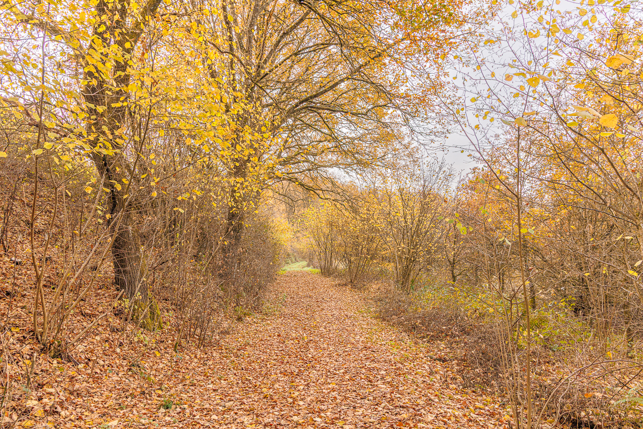Sch&ouml;ner Waldweg