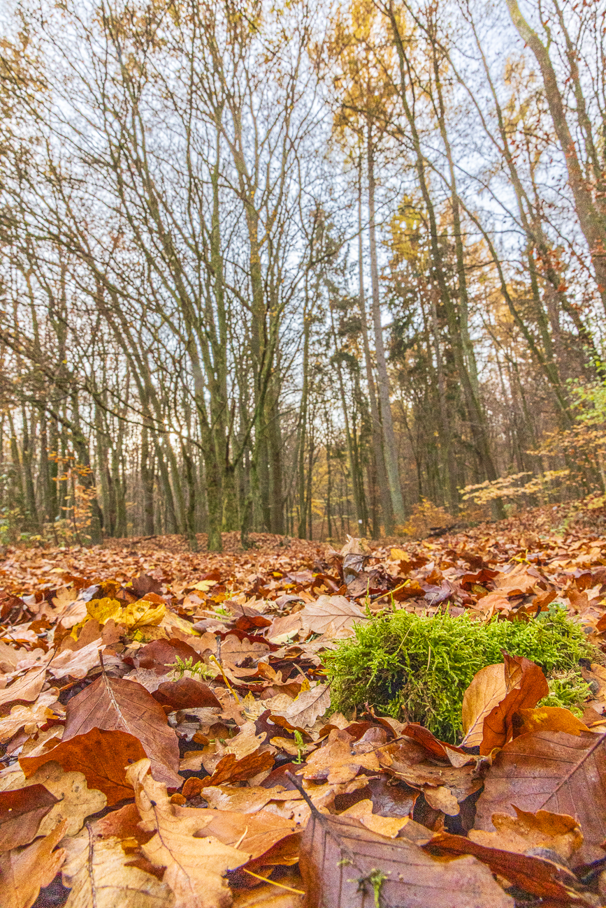 Mehr Laub am Boden, als auf den B&auml;umen