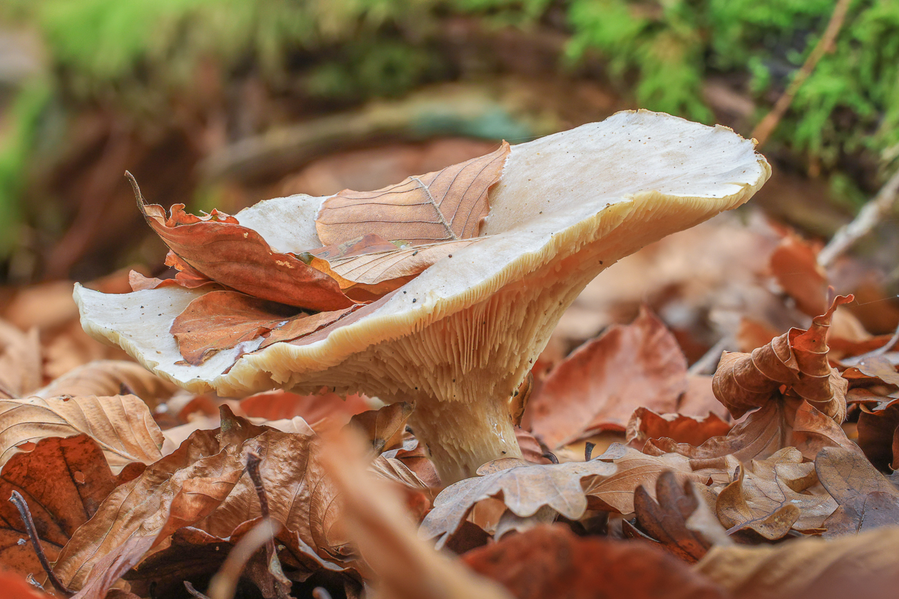 Ein Pilz k&auml;mpft sich durch das Laub