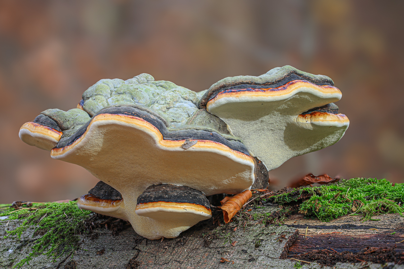 Sch&ouml;ner Zunderschwamm