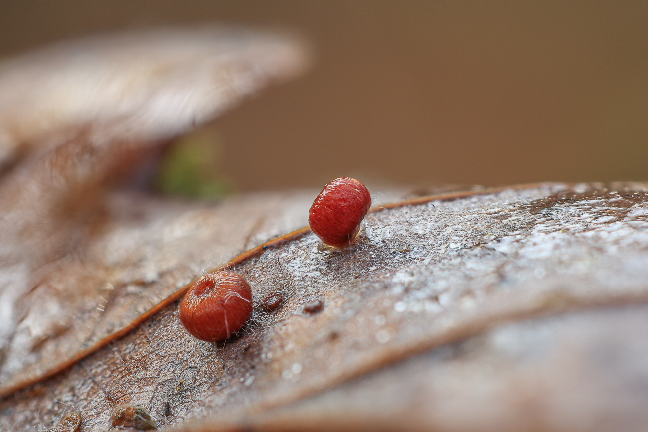 Ich wei&szlig; nicht was das ist ...