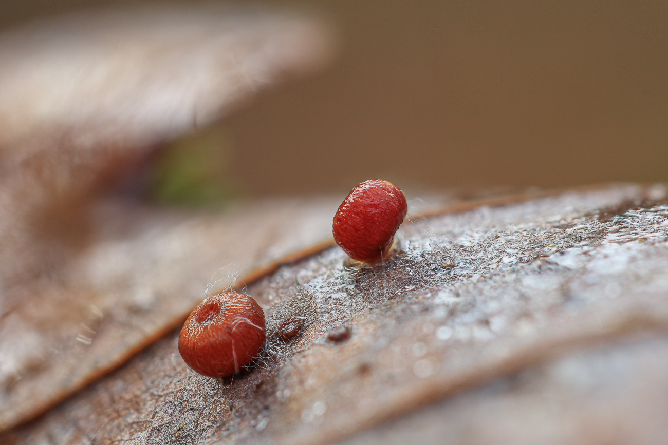 ... die K&uuml;gelchen sind ca. 1 mm klein