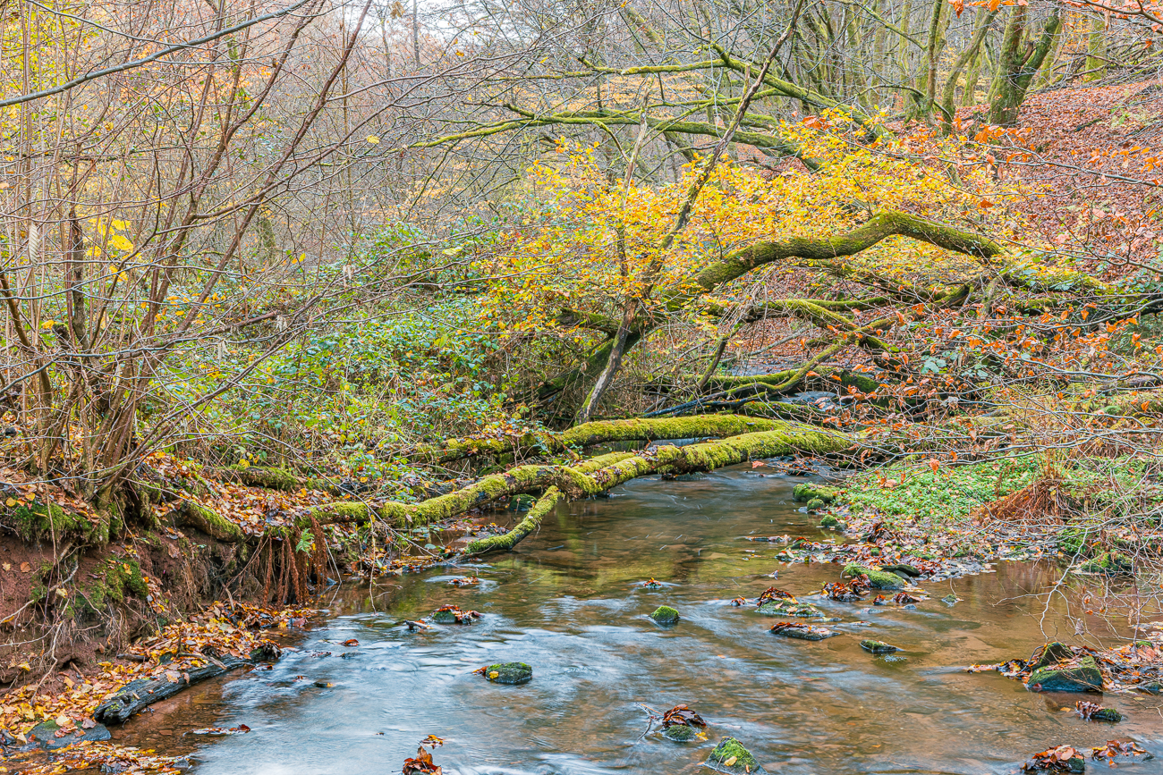 Gefallene B&auml;ume