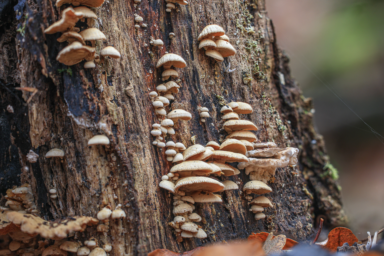 Viele kleine Pilze an einem abgestorbenen Baum