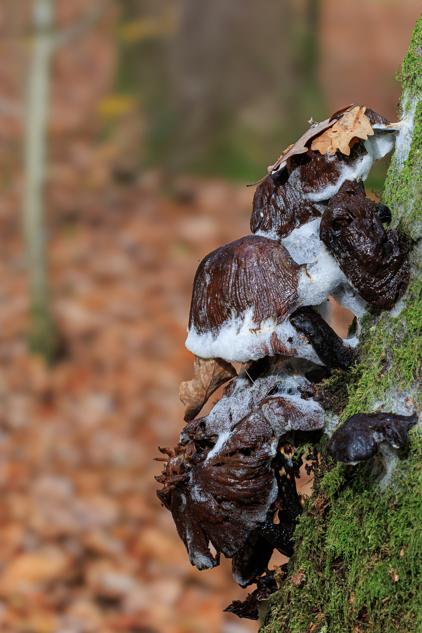 Pilz wird von einem anderen Pilz gefressen