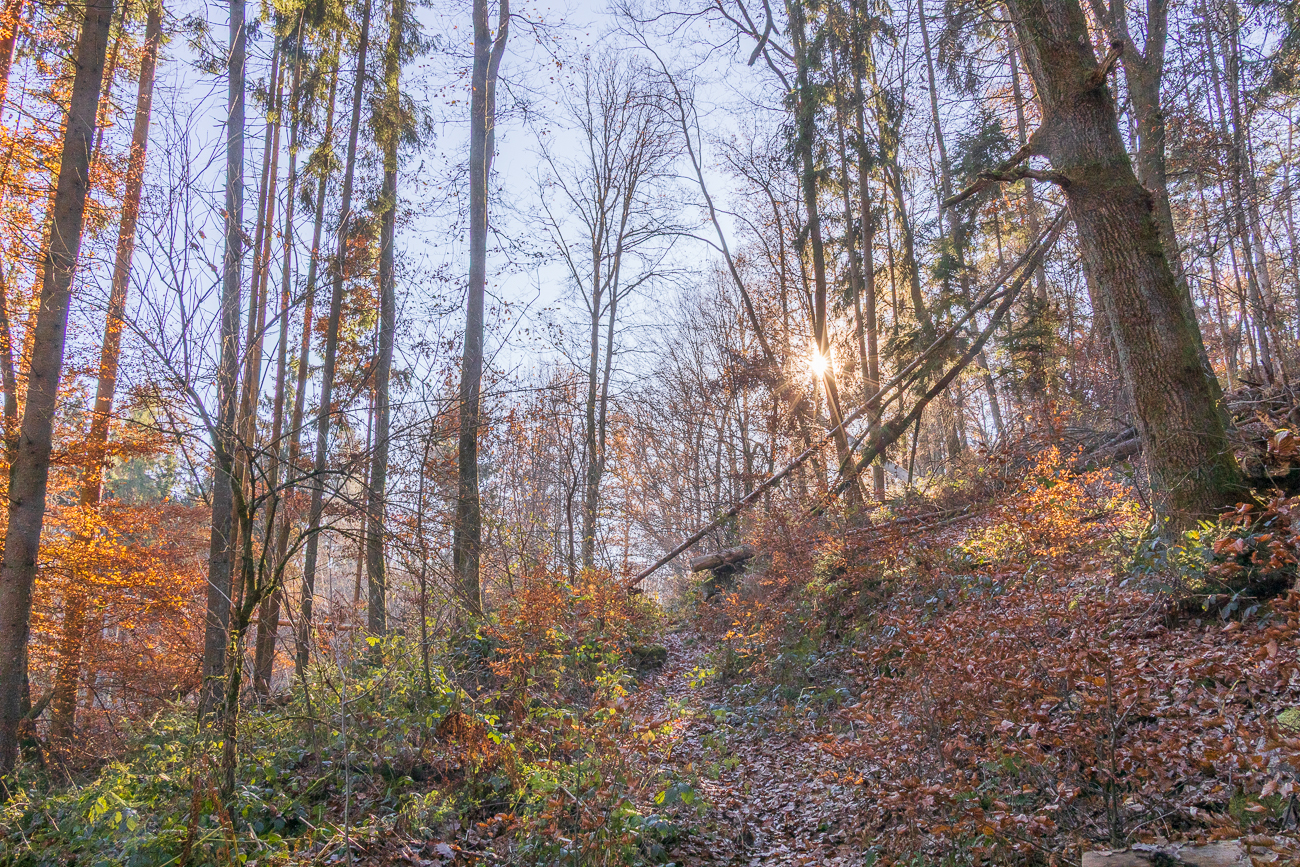 Die Sonne blinzelt durch die fast kahlen Bäume