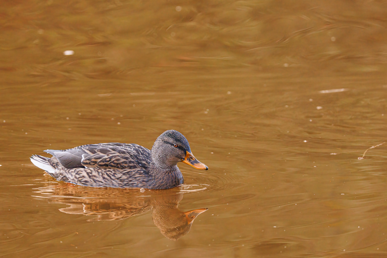 Stockente [Anas platyrhynchos]