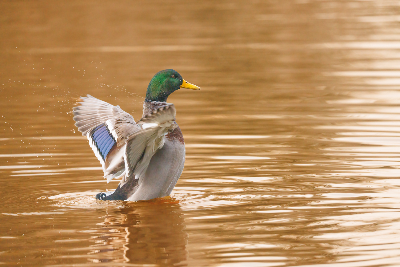 Stockente [Anas platyrhynchos]