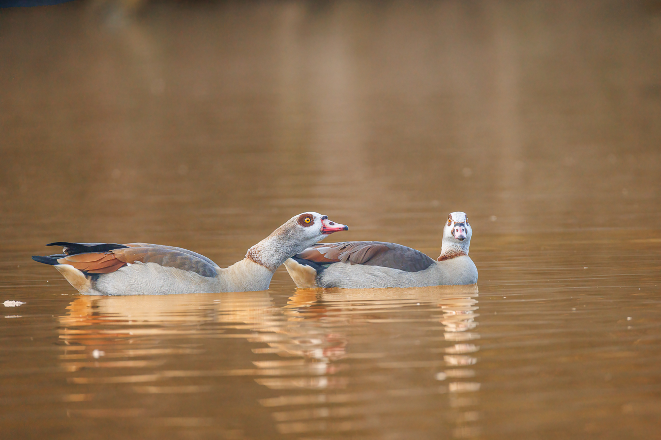 Nilgänse [Alopochen aegyptiaca]