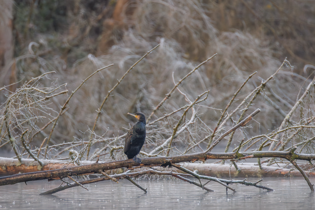 Kormoran [Phalacrocorax carbo]