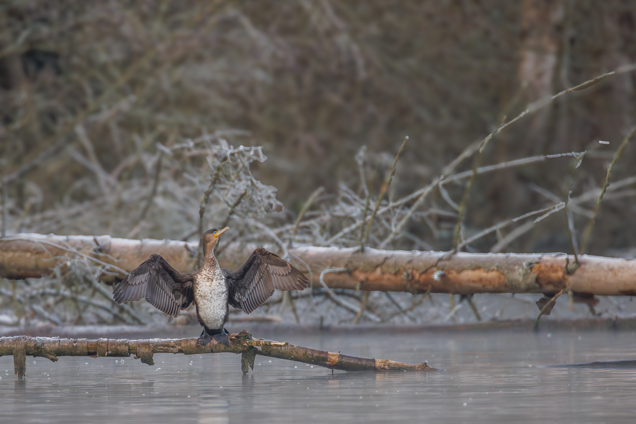Kormoran [Phalacrocorax carbo]